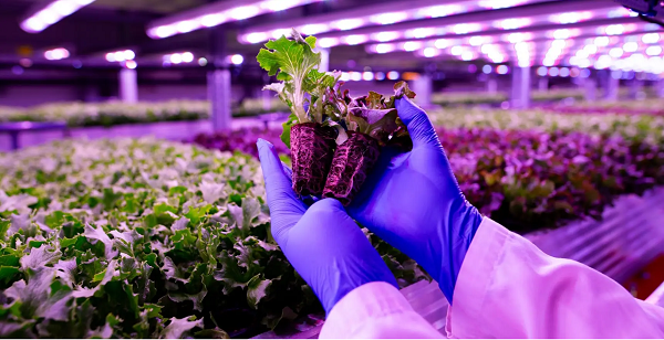 锚定科技“四极”导向，科路驰＆跃东共拓“储能＋农业”新赛道